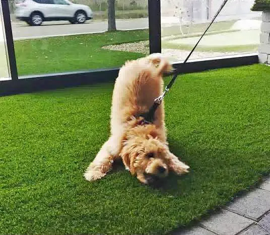 A fluffy dog with light brown fur is playfully stretching on a custom putting green inside a room with large windows. The dog is wearing a harness and leash, and outside, a white car is visible.