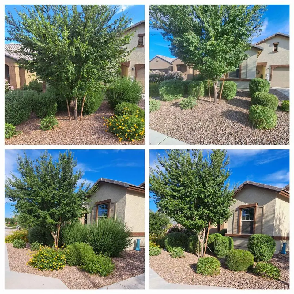 Collage of a desert-style front yard with neatly trimmed bushes, flowering plants, and small trees. Quality turf products blend seamlessly with gravel on the ground, complementing the house's light-colored exterior and sloping roof. A bright blue sky enhances this picturesque scene.