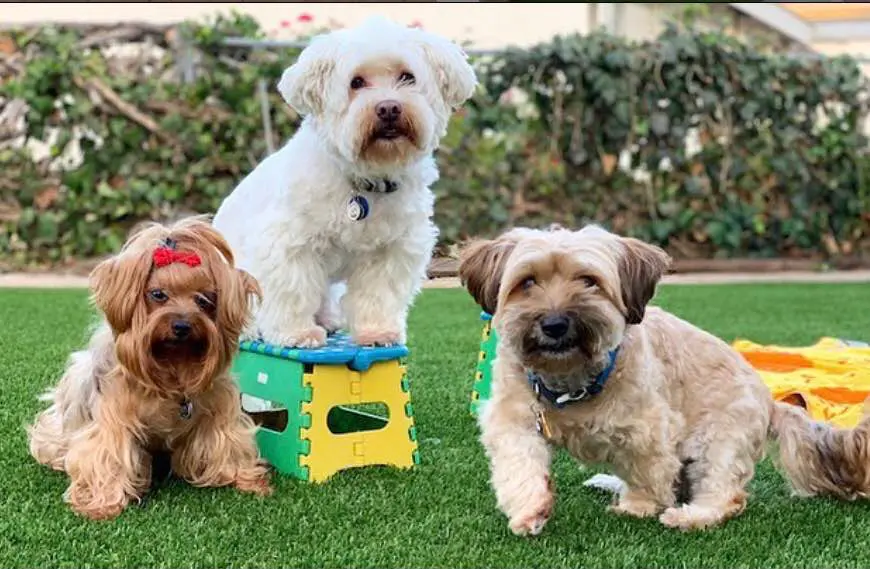 Three small dogs on artificial grass: a white dog stands on a colorful plastic stool, while a brown dog with a red bow sits to the left and another brown dog crouches to the right. There's a hedge and blurred background, perfect for pet-friendly yards in Gilbert, AZ.