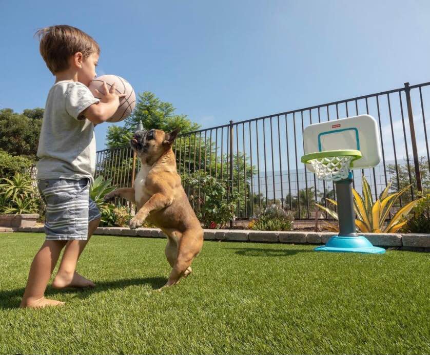 A young boy holds a basketball while a small dog stands on hind legs, reaching for it. They play on pet-friendly turf with a child-sized hoop nearby. A fence and trees frame the background under a clear blue sky.